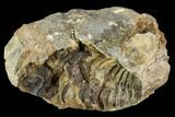 Fossil Calymene Trilobite Nodule - Morocco #106619-1